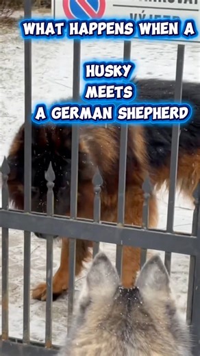 What happens when you mix a Husky and a German Shepherd? Meet the Shepsky – high energy, intelligent, loyal… and not for beginners. 🐺🔥 ⸻ 🏷 Hashtags #husky #germanshepherd #shepsky #workingdogs #dogfacts #dogreels | Siberian Huskies World