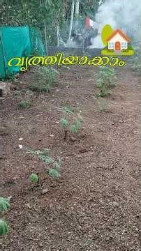 "വൃത്തിയാക്കൽ വ്ലോഗ് "🏡 Part 1 #backyardmakeover #malayalamvlog #farming