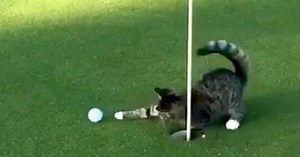 Golf Cat Absolutely Will NOT Let You Play Through So Don't Even Think About It