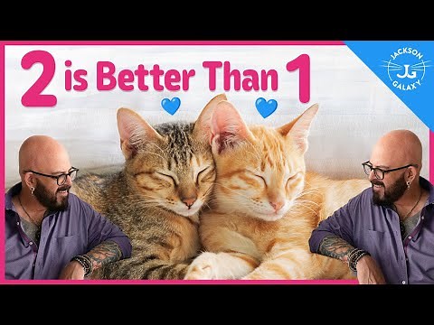 Why You Should Get Another Cat
