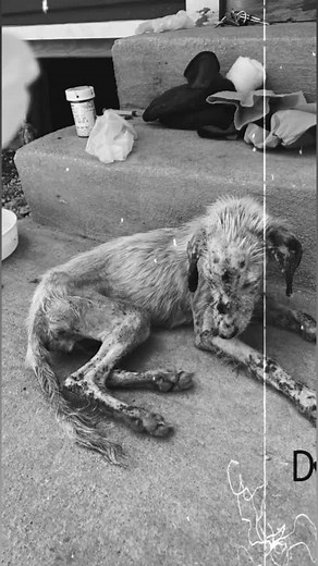 19K views · 1.2K reactions | Lucky Loo was found on July 30th at a...