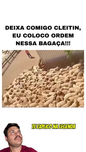 A Importância do Border Collie na Gestão de Rebanhos