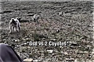 Casper the Great Pyrenees: Courageous Dog vs. 11 Coyotes