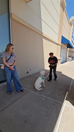 2K views · 20 reactions | We are here at Petco until 3pm! We have so many great puppies and dogs to meet! All of these dogs are currently in foster homes so have been in a home already to help prepare them to join you or your family! Come adopt your new best friend! ❤️❤️ | Concho Valley PAWS | Facebook