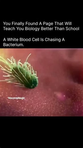 BIOLOGY | MEDICAL | HEALTH on Instagram: "Inside your bloodstream, a microscopic battle is happening every second. A white blood cell — your body’s natural soldier — can detect, track, and hunt harmful bacteria using chemical signals released by the invader. The moment a bacterium enters your body, it leaves behind tiny molecular “footprints.” White blood cells sense these signals and move toward higher concentrations, literally following the scent of the enemy. Once it reaches the bacterium, th