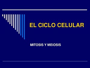 EL CICLO CELULAR - SlideServe