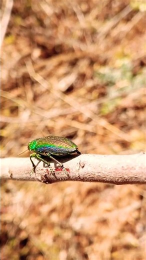 Get Paid to Test Mobile Apps (Beginner Friendly)