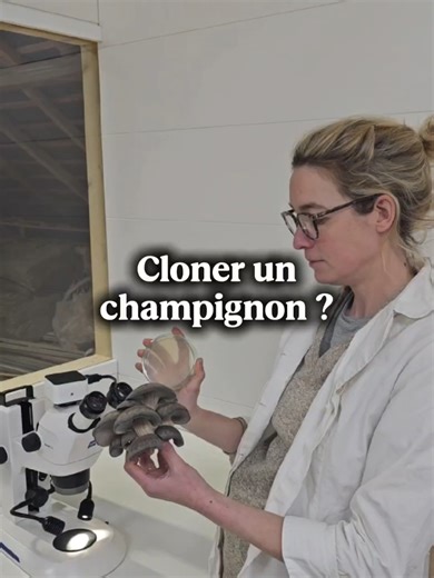 Voici ce qui se produit lorsqu’un petit fragment de pleurote est déposé sur un milieu sucré et stérile. J 1. Dès les premières heures, le mycélium contenu dans le fragment — bien qu’il provienne d’un tissu déjà différencié (chapeau, pied, lames…) — redevient fonctionnellement exploratoire 🧐. J 2. Les hyphes s’allongent par croissance apicale (cad par l'extrémité), changent fréquemment de direction et dessinent des trajectoires sinueuses qui donnent l’impression d’une exploration active. Bien en