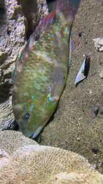 Rare Big Catch - Worth It！PX01544！ #diving #fishing #lobster