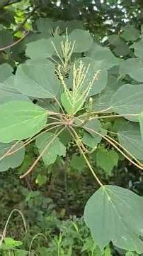 The Ultimate Remedy for Gastrointestinal Disorders