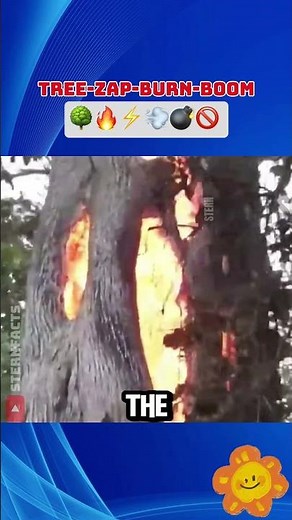 This Tree Is Burning From the Inside?