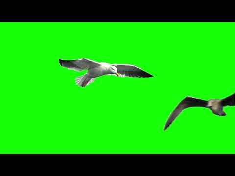 Birds flying green screen free stock footage overlay background
