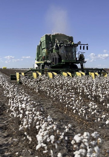 Suns out… Bales out ☀️ #j#jcfarmingp#pallamallawam#moreeg#gurleyw#wheatb#barleyc#chickpeasc#cottonc#croppingc#claasf#farminga#agriculturea#australiaa#australianfarmingj#johndeered#dustndiesel#c#cottonstripperc#cottonharvestf#farmingaustraliafarmtok