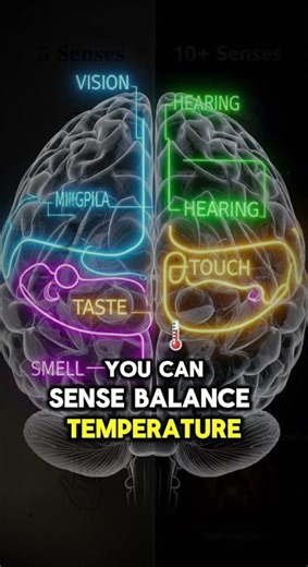 Humans Don’t Just Have 5 Senses 👁️ | The Truth About How You Feel the World