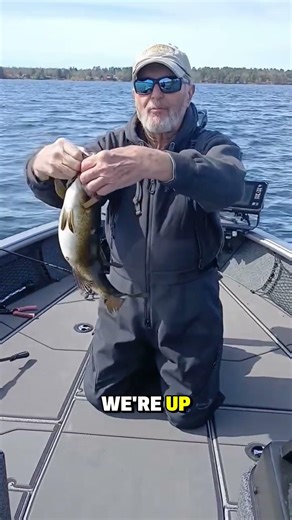 Al is back in Hayward catching smallmouths !! #fishing #shorts #shortsfeed #bass #bassfishing