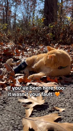 Daniel Tiger Kitty on Instagram: "It’s not your fault you didn’t notice. You didn’t know — because cats hide pain, and they can’t tell us where it hurts. Mimi’s adenocarcinoma diagnosis came quietly, without clear answers or certainty about what comes next. And the truth is, we only ever make decisions with the information we have at the time. She was loved. Deeply. Every day. While we’re holding space for Mimi and the unknown ahead, Daniel Tiger reminds me what love looks like right now — naps