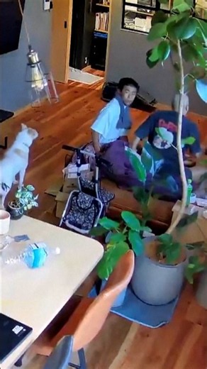 Home camera captures panic as Japan earthquake strikes
