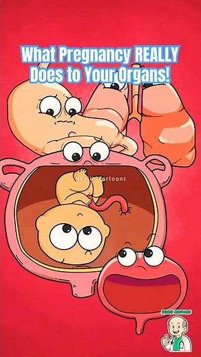 What Pregnancy REALLY Does to Your Organs! #pregnancy #animation
