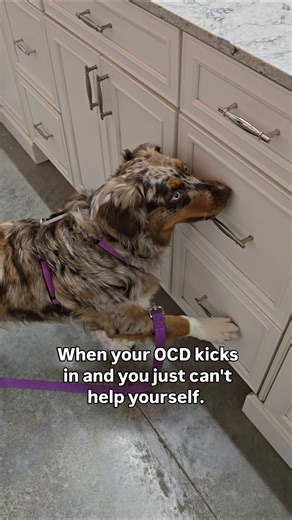 Keep the door closed #australianshepherd #trickdog #dogtricks #dogs #pets #cutedogs #redmerleaussie