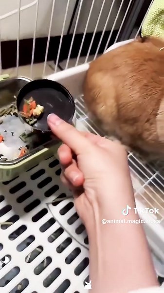 Understanding Rabbit Damage: Causes and Solutions