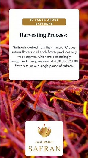 The Incredible Harvesting Process of Saffron – 75,000 Flowers for 1 Pound!