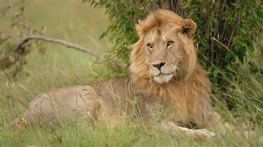 Namibie: sorti de sa tente pour aller aux toilettes, un touriste tué par un lion lors d'un safari de luxe