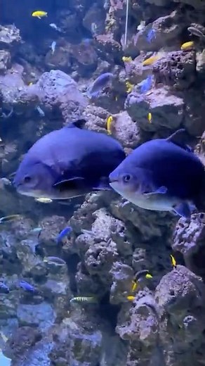 A pair of giant brown pacu (tambaqui) and African cichlids