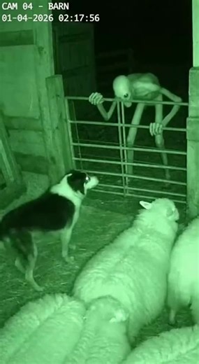 Oh my god 😱 what is this? #scary #strange #cctv #skinwalker #fy