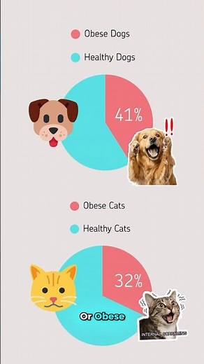 What's Weighing On Your Pet? Obesity & Animal Health #petcare #vet #readyvetgo