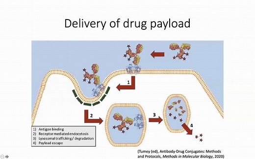 基于质谱方法的ADC(Antibody Drug Conjugate)表征