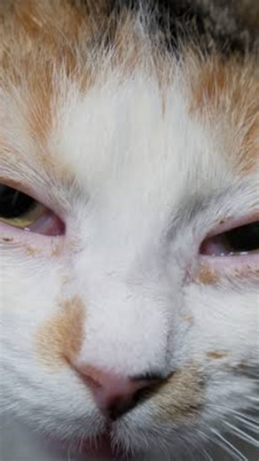 Muhammad Atief on Instagram: "Etiology: Primarily feline herpesvirus-1 (FHV-1) and calicivirus (FCV); highly contagious via secretions. Pathogenesis: Viruses infect respiratory/oral mucosa, causing epithelial necrosis, ulcers, rhinitis, conjunctivitis; FHV-1 establishes lifelong latency; severe strains cause systemic vasculitis. Diagnosis: Based on clinical signs (sneezing, ocular discharge, oral ulcers); confirmed via PCR from ocular/oral swabs; imaging for chronic cases. Treatment: 1. Supporti