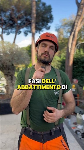 Quali sono le fasi di abbattimento di un albero? ￼