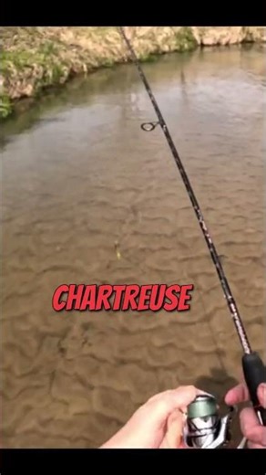 Chartreuse and Gold: The Perfect Trout Bait! #shorts