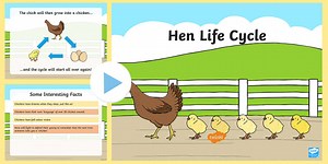 Hen Life Cycle PowerPoint