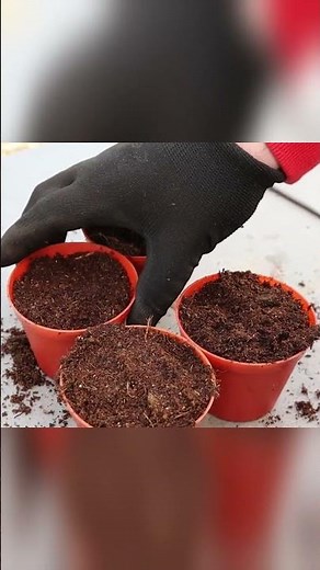 Planting Tomato Slices To Grow Tomatoes? 🍅