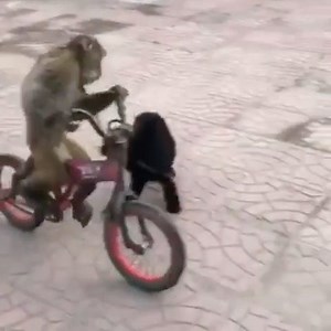 se contar ninguém acredita... | Capitão Conte Lopes