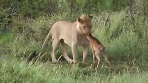 40M views · 33 reactions | Animals do have heart ❤ ❤ | ApnaTarika-BizplatinumShopping | Facebook