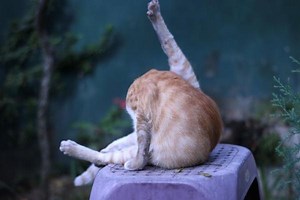 Mon chat se lèche beaucoup l'arrière-train - Causes et que faire