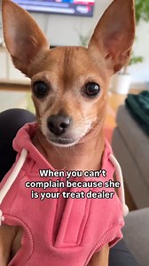 Is she for real? My ears! Ahhhh! 🤣 | Famous Chihuahua