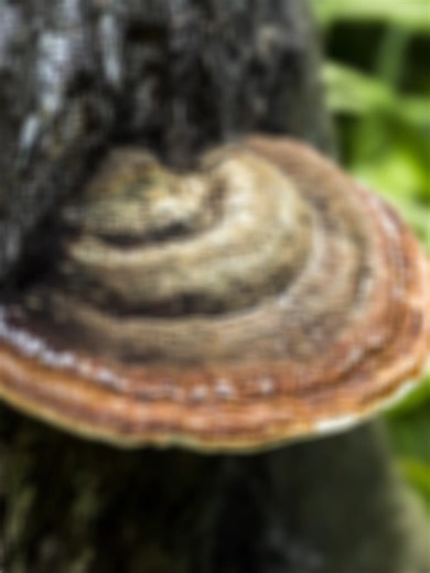 🛡️ Defend the Roots. Defeat Ganoderma. 🛡️ 守护根系，击败灵芝病害。 Protect your oil palm against Ganoderma with Trichotec — a biological solution containing Trichoderma virens 159c, a beneficial fungus proven to combat Basal Stem Rot (BSR) caused by Ganoderma. 使用 Trichotec 保护油棕，对抗 Ganoderma（灵芝病菌） —— 含有 Trichoderma virens 159c 的生物防治方案，有效防治由 Ganoderma 引起的 基部腐烂病（BSR）。 Trichoderma works through 3 key actions: 木霉菌（Trichoderma）通过三大作用机制发挥防治效果： 🦠 Mycoparasitism — Directly attacks and breaks down Ganoderma 🦠 菌寄生