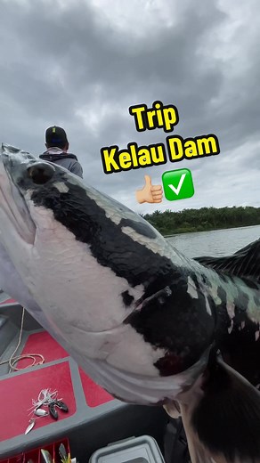 Alhamdulillah trip Kelau Dam succes 👍🏼✅ #toman #giantsnakehead #shortvlog #empanganklau #fishing
