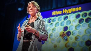 Why bees are disappearing