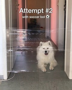 The Invisible Challenge - Dog reaction | PETS