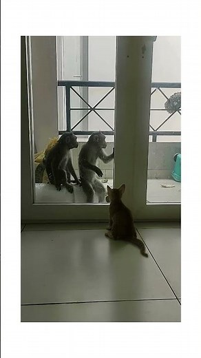 bruno and the monkeys #catshorts #monkeys