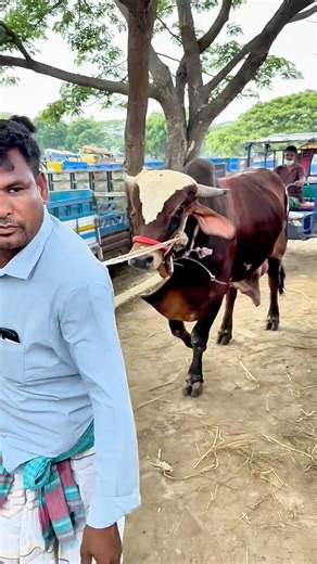 Salam Bepari Takes a Stunning Pakra Bull Through Hazratpur Haat | Perfect Walk!