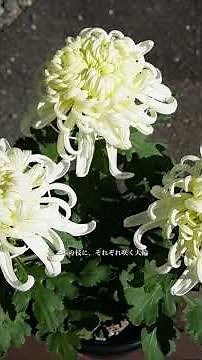 [Daruma Chrysanthemum] 🌸Grateful for the full bloom🌸 Did we get three together!? #ChrysanthemumGr...