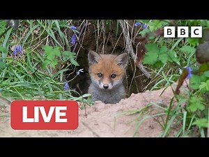 🔴 LIVE wildlife cameras 🐣 30 May 🌺 BBC Springwatch 2023