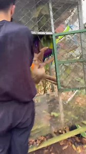 I have arrived back to Kids Saving the Rainforest and this is Fresa, the rescued 2 toed sloth getting her breakfast during the rehabilitation process 🦥❤️ | Kyle Thomas