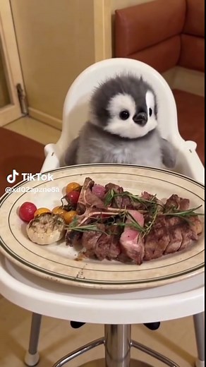 #Adorablebabypenguin #babypenguins #cutepenguin #penguins