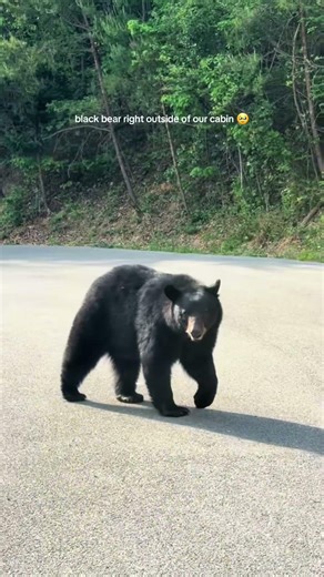 this made my whole trip 😭 we had been joking about seeing a bear this whole weekend and had no s...
